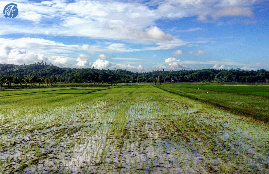 Ricefields overlooking the clear skies in Cateel town in Davao Oriental. Photo by Ian Derf Salvaña
